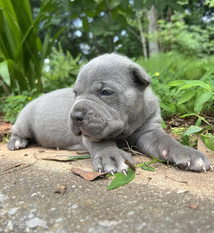 Female 1 - 2 1/2 weeks – Cane Corso puppy for sale in Smyrna, GA