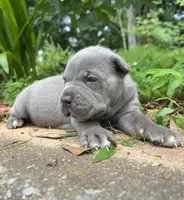 Female 1 - 2 1/2 weeks, a female Cane Corso for sale in Smyrna, GA – 1 of 10