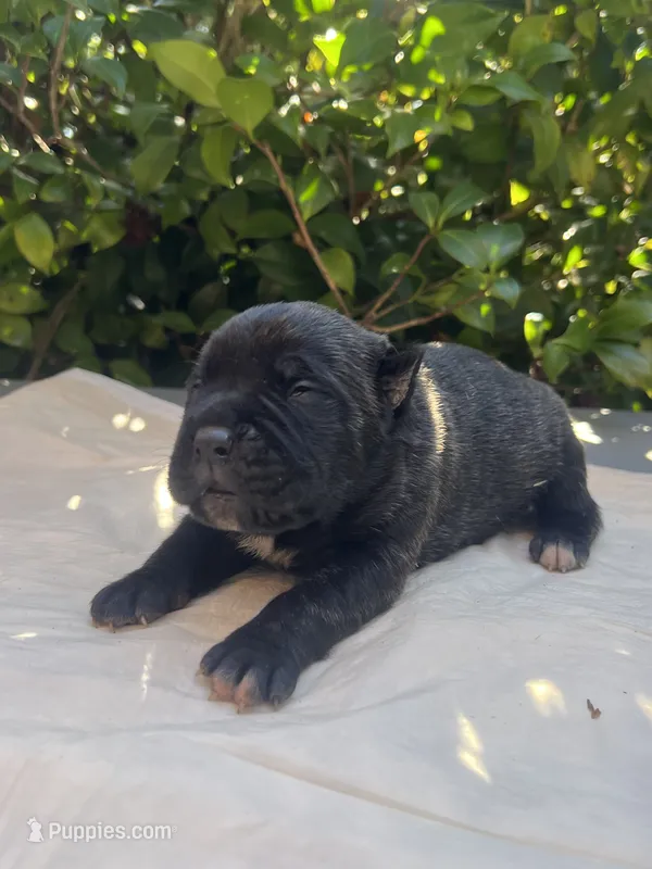 Male 3 – Cane Corso puppy for sale in Smyrna, GA