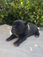 Male 3, a male Cane Corso for sale in Smyrna, GA – 1 of 9