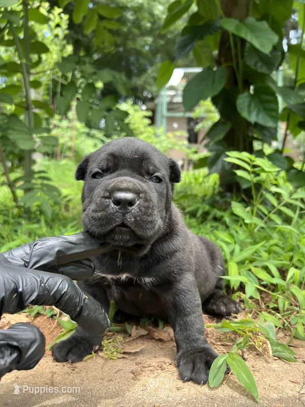 Male 3 - 2 1/2 weeks – Cane Corso puppy for sale in Smyrna, GA