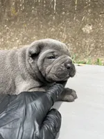 Female 2 - 2 1/2 weeks, a female Cane Corso for sale in Smyrna, GA – 6 of 10