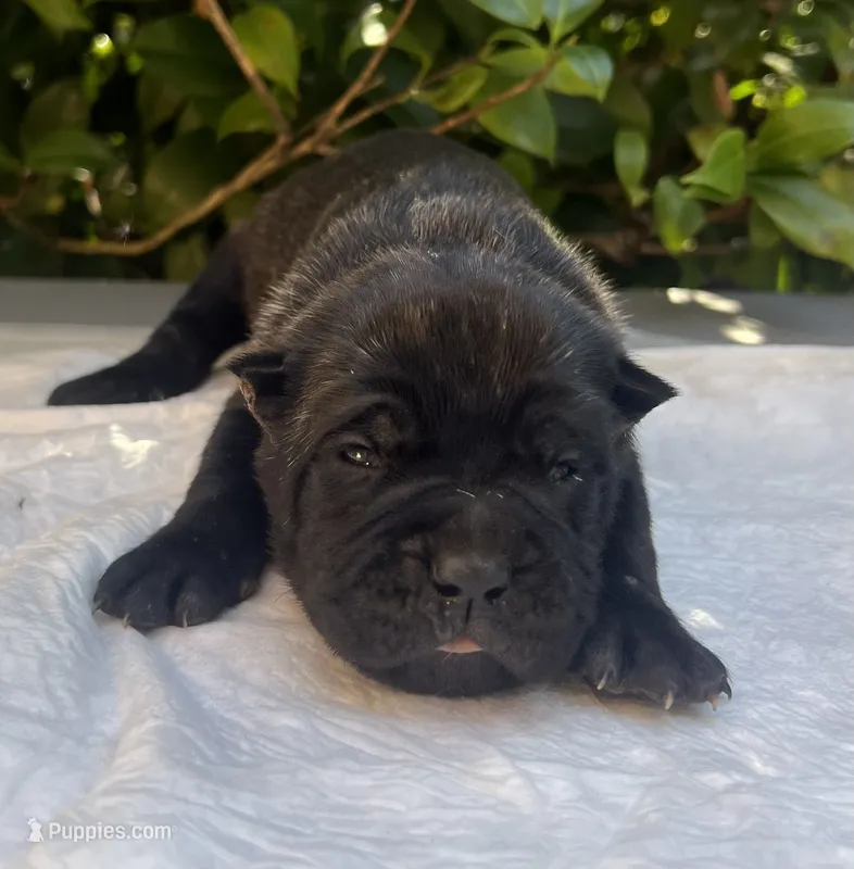 Female 1 – Cane Corso puppy for sale in Smyrna, GA