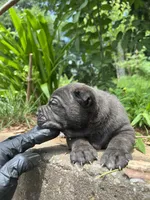 Male 2 - 2 1/2 weeks, a male Cane Corso for sale in Smyrna, GA – 3 of 10