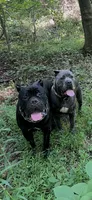 Bambi, a female Cane Corso for sale in Smyrna, GA – 7 of 10