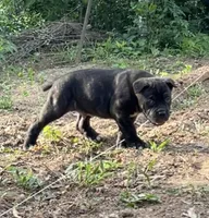 Male 2 - 5 weeks, a male Cane Corso for sale in Smyrna, GA – 6 of 10