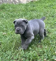 Female 1 - 5 weeks, a female Cane Corso for sale in Smyrna, GA – 2 of 10