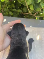 Male 1, a male Cane Corso for sale in Smyrna, GA – 4 of 7