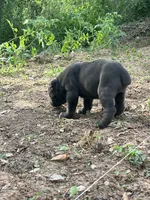 Female 2 - 5 weeks, a female Cane Corso for sale in Smyrna, GA – 7 of 10