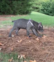 Female 1 - 8 weeks, a female Cane Corso for sale in Smyrna, GA – 4 of 10