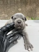 Female 1 - 2 1/2 weeks, a female Cane Corso for sale in Smyrna, GA – 6 of 10
