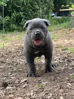 Female 2 - 5 weeks, a female Cane Corso for sale in Smyrna, GA – 1 of 10