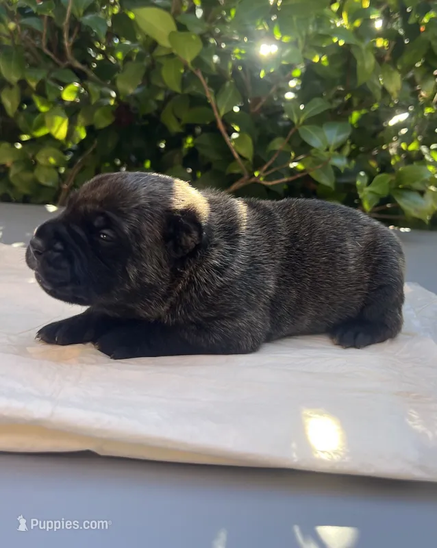 Male 2 – Cane Corso puppy for sale in Smyrna, GA