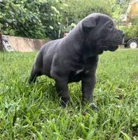 Female 2 - 5 weeks, a female Cane Corso for sale in Smyrna, GA – 5 of 10