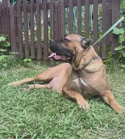 Male 2, a male Cane Corso for sale in Smyrna, GA – 10 of 10