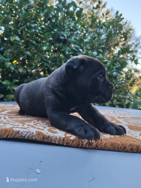 Male 1 – Cane Corso puppy for sale in Smyrna, GA