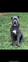Male 3 - 2 1/2 weeks, a male Cane Corso for sale in Smyrna, GA – 8 of 9