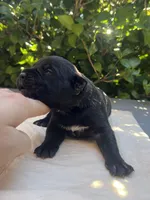 Male 1, a male Cane Corso for sale in Smyrna, GA – 2 of 7