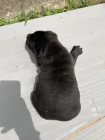 Male 3 - 2 1/2 weeks, a male Cane Corso for sale in Smyrna, GA – 6 of 9