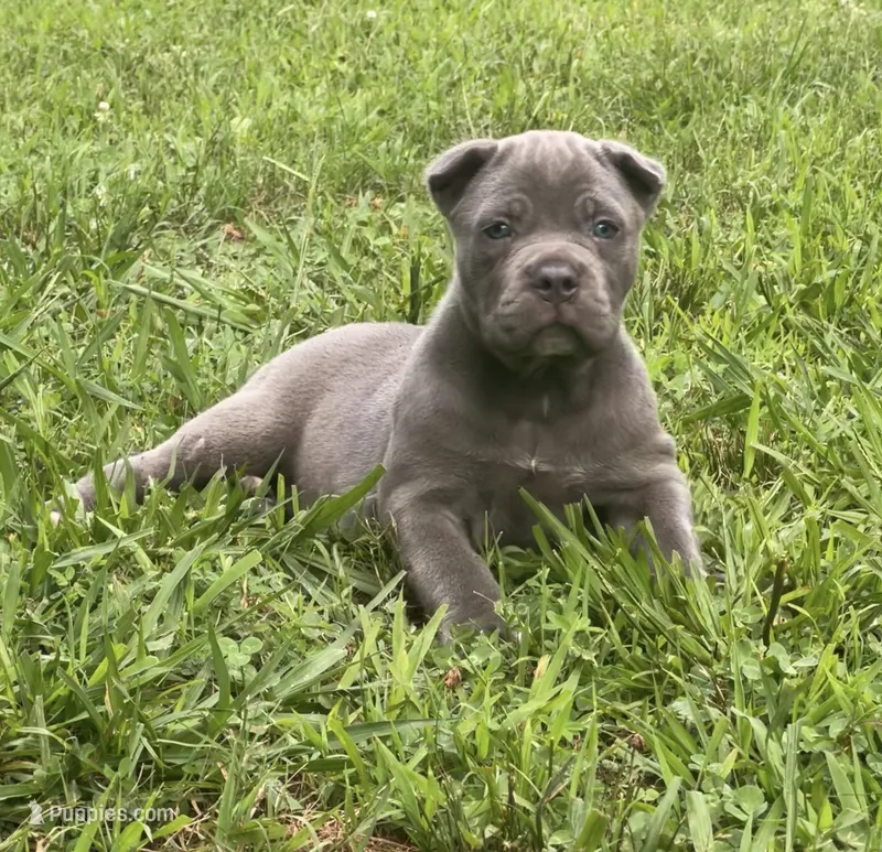 Female 1 - 5 weeks – Cane Corso puppy for sale in Smyrna, GA