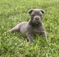 Female 1 - 5 weeks, a female Cane Corso for sale in Smyrna, GA – 3 of 10