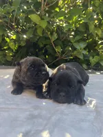 Male 1, a male Cane Corso for sale in Smyrna, GA – 3 of 7