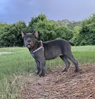 Female 1 - 8 weeks, a female Cane Corso for sale in Smyrna, GA – 5 of 10