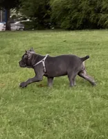 Female 1 - 8 weeks, a female Cane Corso for sale in Smyrna, GA – 2 of 10