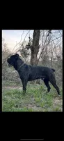 Female 1 - 2 1/2 weeks, a female Cane Corso for sale in Smyrna, GA – 8 of 10