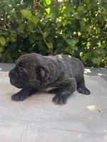 Male 4, a male Cane Corso for sale in Smyrna, GA – 2 of 9
