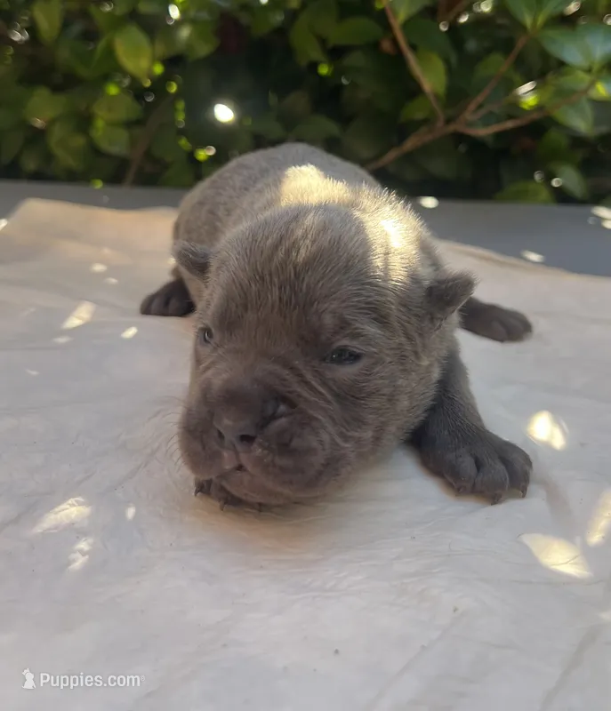Male 5 – Cane Corso puppy for sale in Smyrna, GA