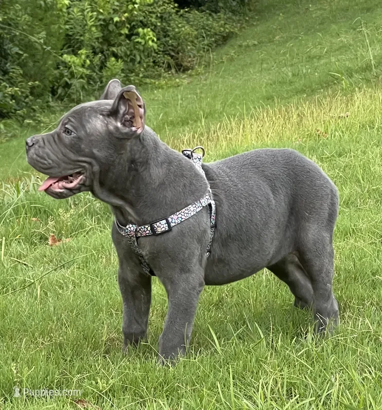Female 1 - 8 weeks – Cane Corso puppy for sale in Smyrna, GA