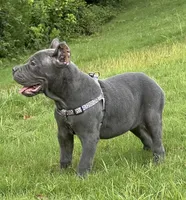 Female 1 - 8 weeks, a female Cane Corso for sale in Smyrna, GA – 1 of 10