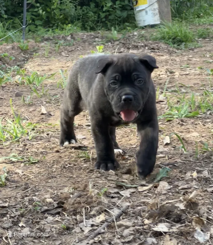 Male 2 - 5 weeks – Cane Corso puppy for sale in Smyrna, GA