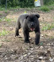 Male 2 - 5 weeks, a male Cane Corso for sale in Smyrna, GA – 1 of 10