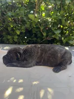 Male 4, a male Cane Corso for sale in Smyrna, GA – 3 of 9