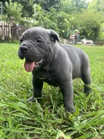 Female 2 - 5 weeks, a female Cane Corso for sale in Smyrna, GA – 3 of 10