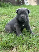 Female 2 - 5 weeks, a female Cane Corso for sale in Smyrna, GA – 2 of 10