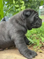 Male 3 - 2 1/2 weeks, a male Cane Corso for sale in Smyrna, GA – 5 of 9