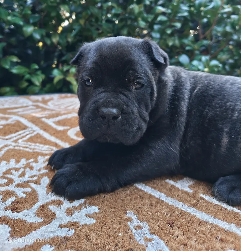 Female 1 – Cane Corso puppy for sale in Smyrna, GA