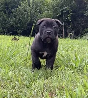 Male 2 - 5 weeks, a male Cane Corso for sale in Smyrna, GA – 7 of 10
