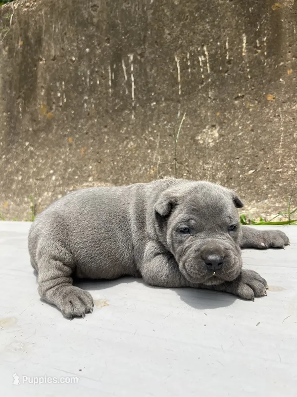 Male 1 - 2 1/2 weeks – Cane Corso puppy for sale in Smyrna, GA