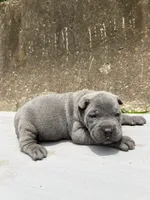 Male 1 - 2 1/2 weeks, a male Cane Corso for sale in Smyrna, GA – 1 of 8