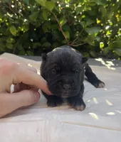 Male 3, a male Cane Corso for sale in Smyrna, GA – 2 of 9