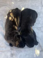 Male 1, a male Cane Corso for sale in Smyrna, GA – 7 of 7