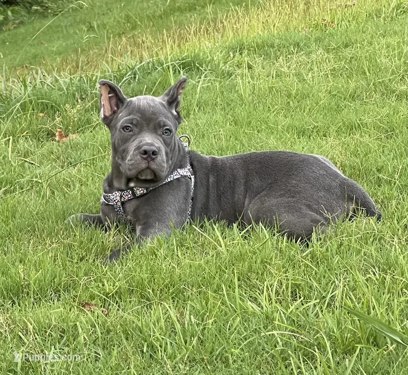 Female 1 - 8 weeks – Cane Corso puppy for sale in Smyrna, GA