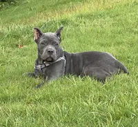 Female 1 - 8 weeks, a female Cane Corso for sale in Smyrna, GA – 3 of 10