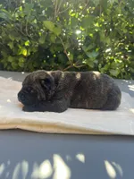 Male 2, a male Cane Corso for sale in Smyrna, GA – 3 of 10