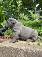 Female 2 - 2 1/2 weeks, a female Cane Corso for sale in Smyrna, GA – 4 of 10