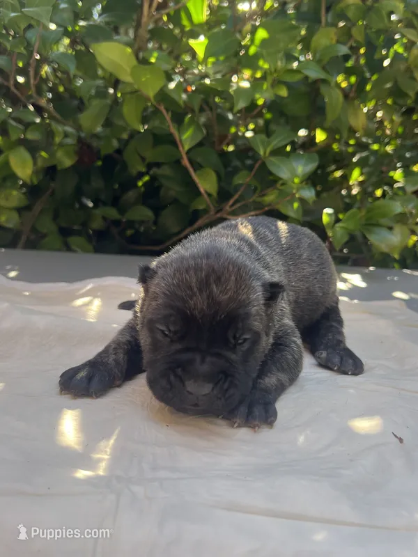 Male 4 – Cane Corso puppy for sale in Smyrna, GA